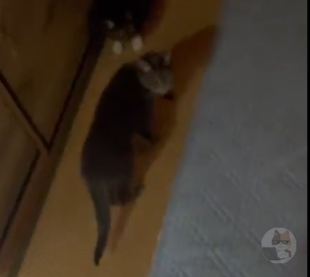 【動画】ネッコ「これあげる!w」ヒョイ まんさん「ギャアアアアアアアアア!!!」