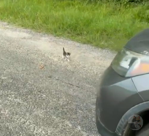彡(^)(^)「捨て猫おるやんけ!ったく、ワイが飼ったるわ!」彡()()゚゚「ん、ファッ!?」