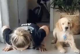 どこからともなく犬のかわいいgifが集まるスレ