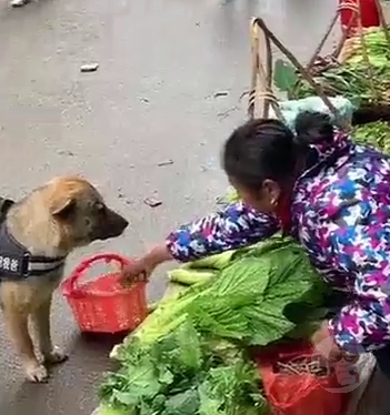 【動画】買い物するイッヌ、現るwwwwwwwwwwwwwwwwwwwwww