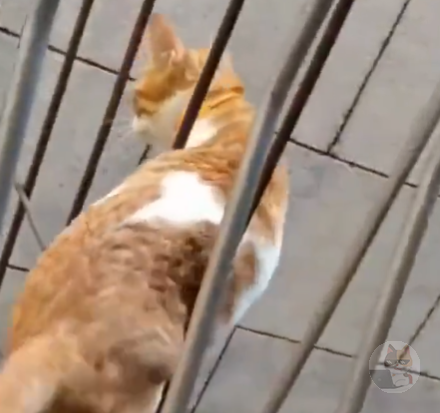 ネッコの骨格柔らかすぎて草