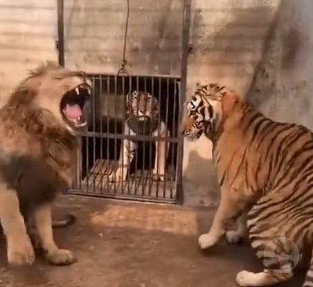【動画】虎、ライオンの前じゃただの猫になってしまう・・・