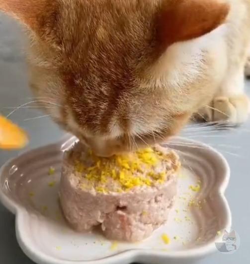 ネッコご飯美味しそうに食べる