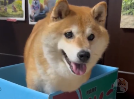 もちもちの柴犬、見つかる