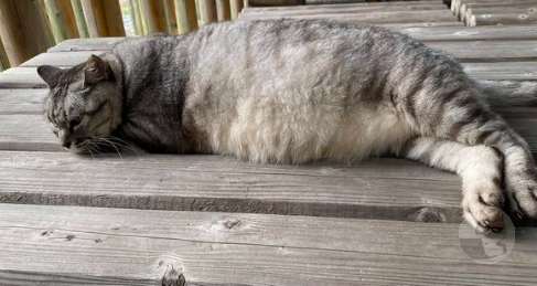 ネッコの画像あげてく