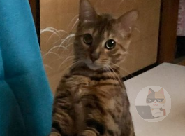 Twitter「猫の座椅子の使い方が斜め上いってた」55万いいね