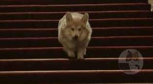 エリザベス女王さん、イッヌが大好きだった