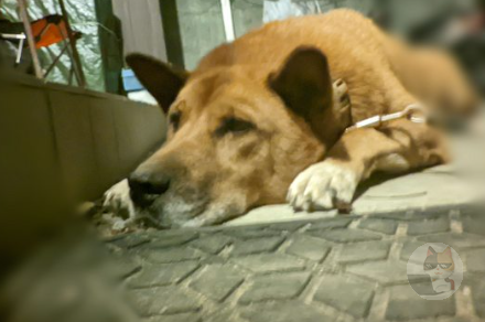 【画像】ワイのイッヌ、お行儀が良すぎる