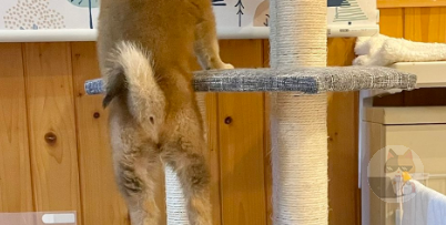 違うぞキミは猫じゃないぞ。 p…