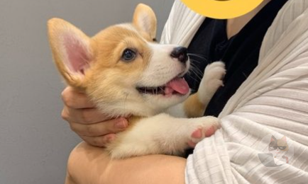 犬が飼い主によって態度が違くてひどい画像