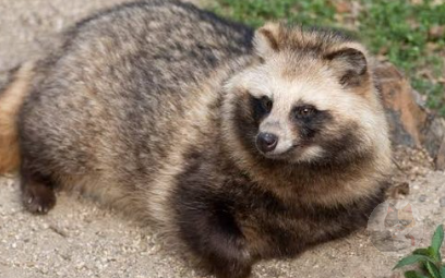 たぬきを飼いたい たぬき画像をくれ