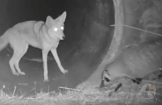 【動画】キツネさん🦊とタヌキさん🦝、実はとても仲良しだった