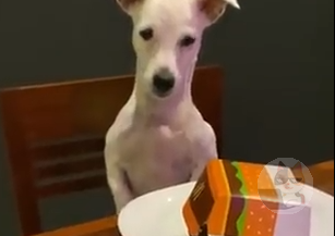 【悲報】犬、マックでキレる