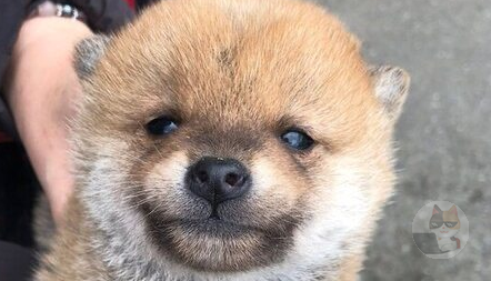 イッヌっていう動物知っとるやつおるか?😳