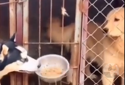 シベリアンハスキーとかいうバカ犬、食べ方が汚すぎる