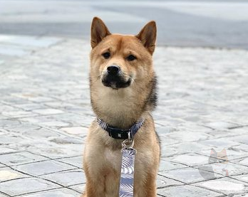 西洋人「柴犬飼うンゴ」