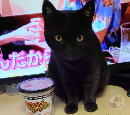 猫がいつも食事持ってきてくれる