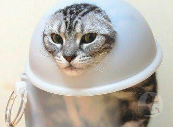 猫にとって飼い主はご主人さまではなく同居人らしい