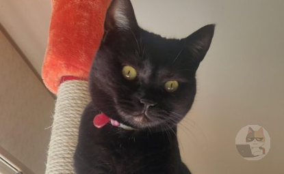 猫さん なぜか俺の上にいようとする