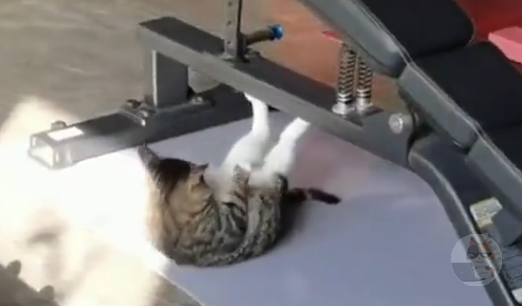 【海外動画】猫ちゃんジムで筋トレする！