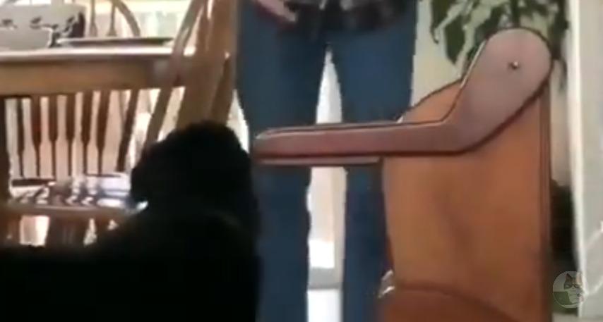 【海外動画】消化器系に問題あるので、家族が食事ができるようにと椅子を作ってあげたそうです😭。