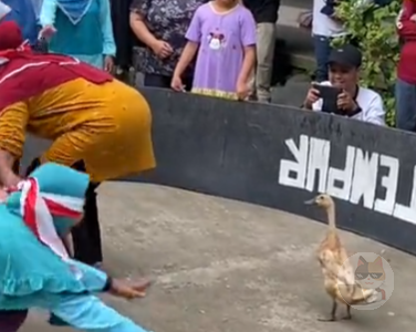 【動画】アヒル追い祭り、クッソ楽しそう