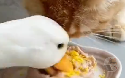 【悲報】ニャンカス、アヒルにごはんを食い散らかされる