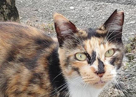 ネーミングセンスあるやつこの猫の名前考えてくれ🐱