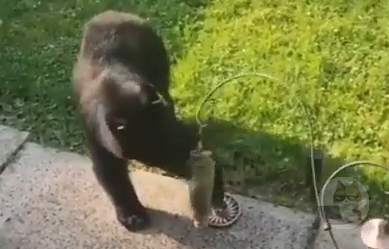 【動画】はじめて熊を見た猫さん、ビビってしまう