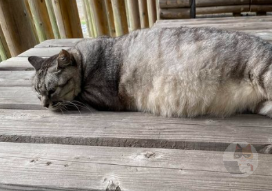 三連休で撮った猫の写真を貼ってく