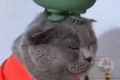 【動画】猫さん無心でマッサージ受ける😻