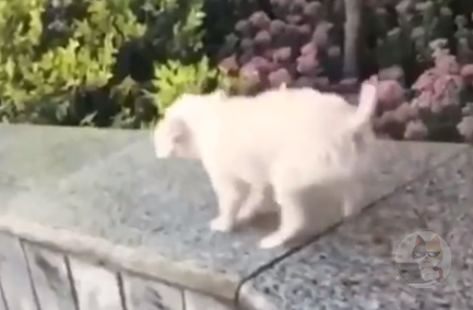 ワンちゃん「すごい滑る!」