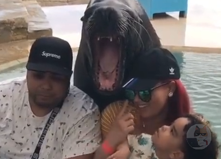 【動画】アザラシと写真を取った人の末路