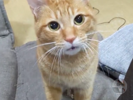 猫「投げろ」 猫「ねえ」 猫「投げろってば」テシテシ