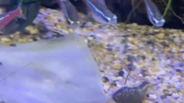 暇すぎて飼ってるナマズが昆布食ってるgifつくったから見て🐠