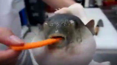 【動画】フグ、人参を食わされる