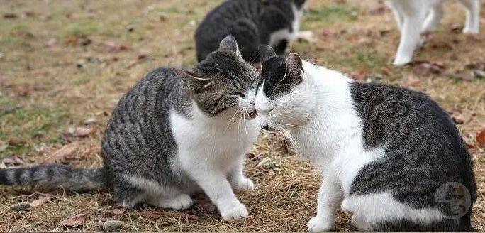 陰ニャ「お、カップルが道端でキスしとるやんけ」シュバババ