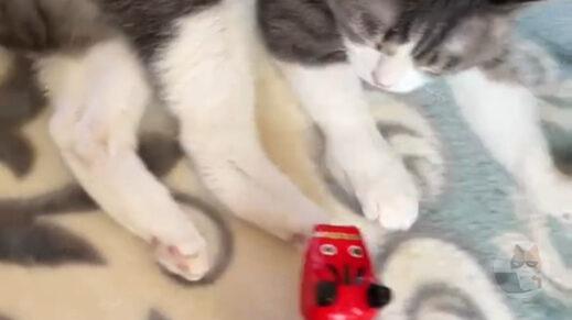【動画】猫さん、謎の物体にキレ散らかす