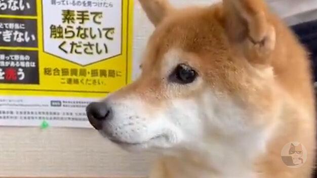 柴犬、病院にビビりちらしてしまう