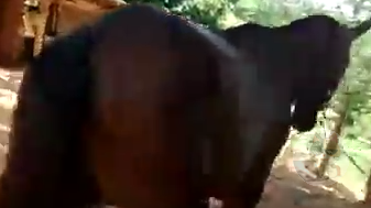 【閲覧注意】馬に犯されるロバの目が逝ってて草w w w w w w w w w w