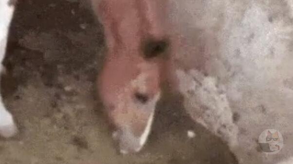 お馬さん、貴重なタンパク源をゲット