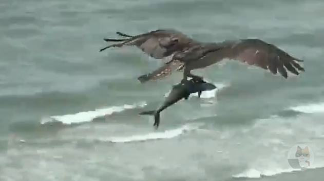 【悲報】巨大鳥さん、サメを捕食してしまう