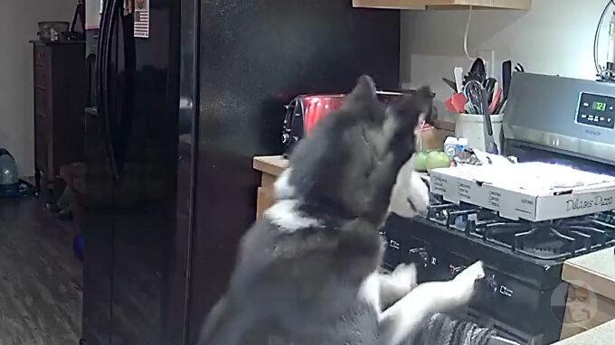 【動画】バカ犬さん、コンロの上にあった飼い主のピザを燃やしてしまう