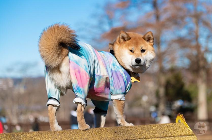 【朗報】イッヌ、アウターを着て暖かい