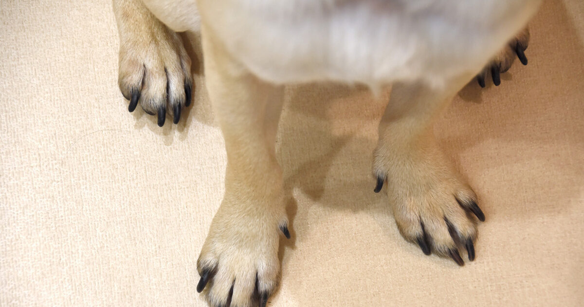 【朗報】イッヌ、お気に入りのイスを見つける