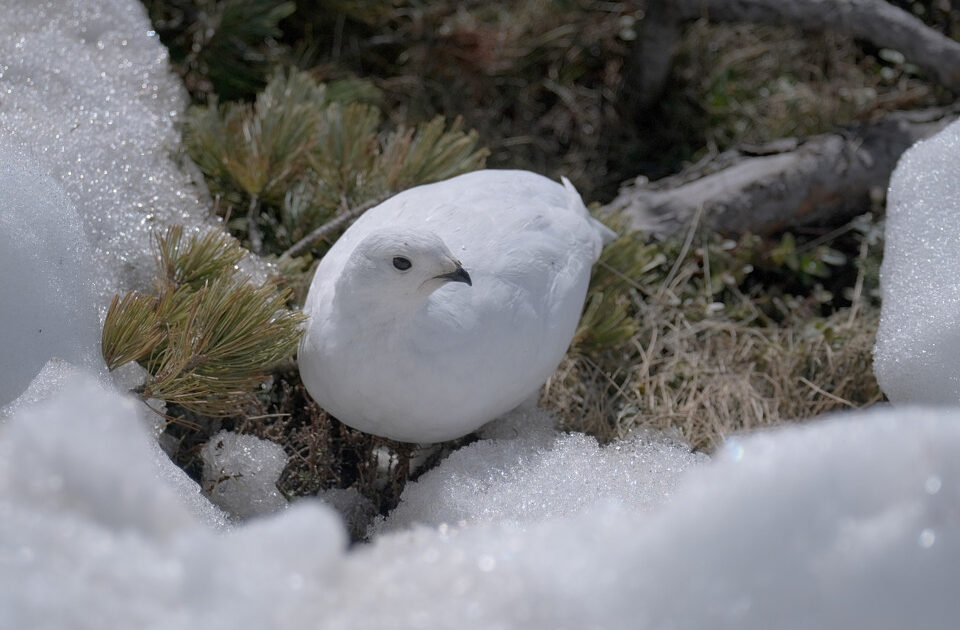 この可愛い鳥なに?