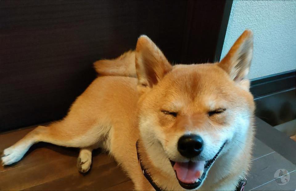 【画像】柴犬「賢いです」「人懐こい」「吠えません」「噛みません」「毛抜けません」「臭いません」