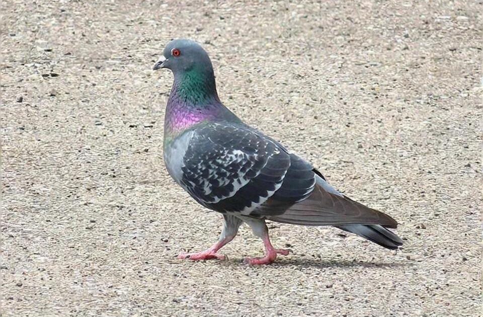 【画像】鳩、足を延ばすとクッソキモイ生物だったwwwwwwww