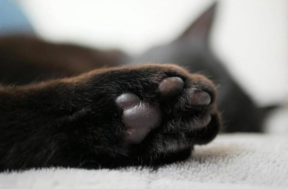 猫っぽい犬がこちらwwwwww