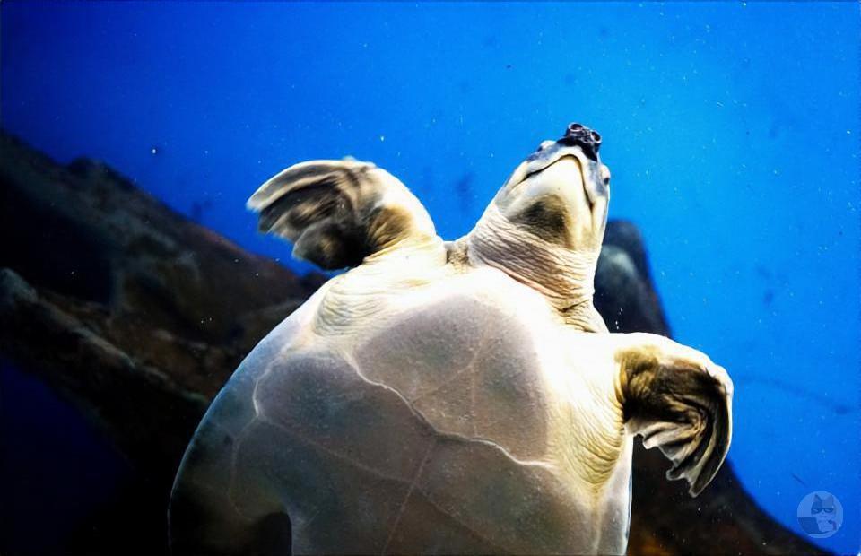 【画像】赤ちゃんスッポン、寛ぐ